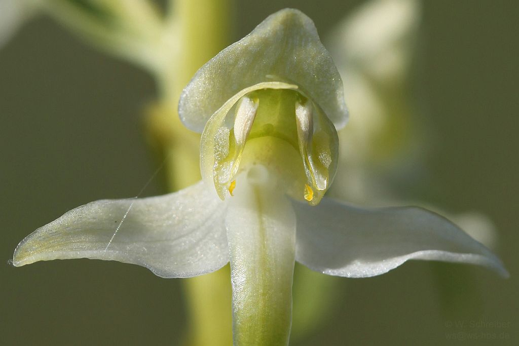 090628-1442 - Waldhyazinthe